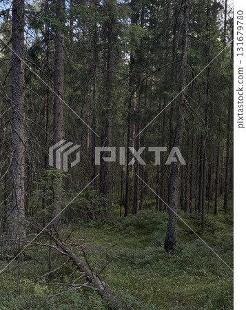 Hike through the forests of Norway in summer, Northern Europe 131679780