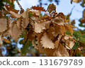 Close-up of dry oak leaves on a tree branch during autumn season. Natural fall background with warm colors and seasonal atmosphere in nature. 131679789