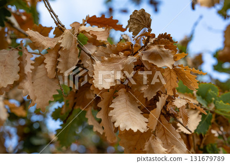 Close-up of dry oak leaves on a tree branch during autumn season. Natural fall background with warm colors and seasonal atmosphere in nature. 131679789