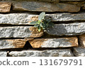 Green plant growing between stone bricks of a wall. Symbol of resilience, strength and survival in nature overcoming obstacles. Ecology and hope concept. 131679791