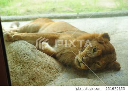 Resting lioness Resting lioness 131679853
