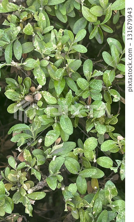 Lush green foliage with a variety of leaves thriving in a natural outdoor setting during daylight hours Lush green foliage with a variety of leaves thriving in a natural outdoor setting during daylight hours 131679943