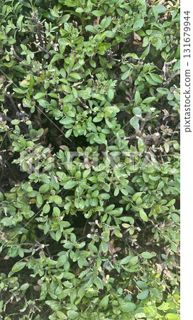Green foliage of a lush bush with fresh leaves and a few dry branches in a natural setting during daytime 131679944