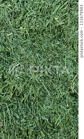 Freshly cut grass piled in sunlight at a garden in summer, showcasing vibrant green colors and texture Freshly cut grass piled in sunlight at a garden in summer, showcasing vibrant green colors and texture 131679983