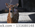 相機的眼睛的鹿 131680148