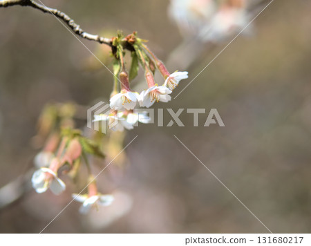 四月美麗的丁香櫻花 四月美麗的丁香櫻花 131680217