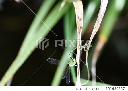 Heart mark made by the blue-spotted damselfly Heart mark made by the blue-spotted damselfly 131680237