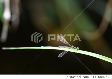 Ao montitonbo Ao montitonbo 131680239