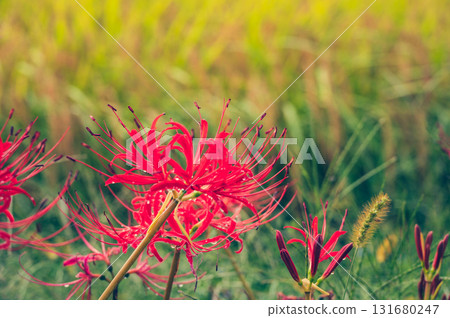 Cluster amaryllis wet with dew and rain [Nagano Prefecture] 131680247