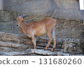山羊站在岩石上 131680260