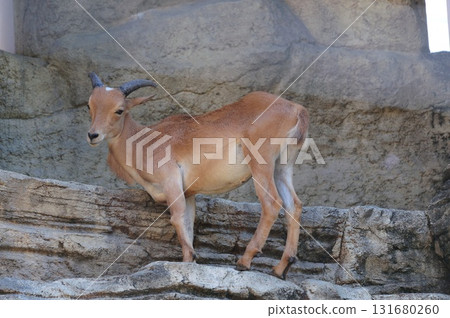 Goat standing on a rock Goat standing on a rock 131680260