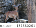 山羊站在岩石上 131680261