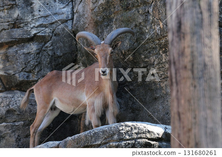 山羊站在岩石上 131680261