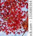 Burning red maple leaves Burning red maple leaves 131680364