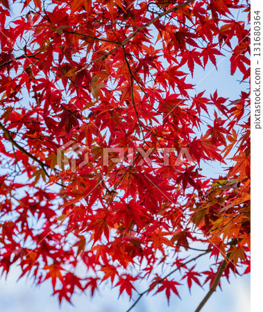 Burning red maple leaves 131680364