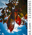 Sparkling autumn leaves Sparkling autumn leaves 131680365