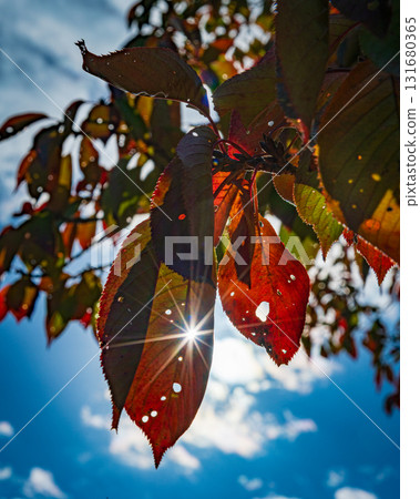 閃閃發光的秋葉 閃閃發光的秋葉 131680365
