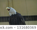 白頭鷹 131680369