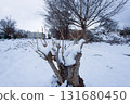 Tree buried in snow 131680450