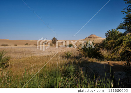 Oasis with palm trees in desert landscape Oasis with palm trees in desert landscape 131680693