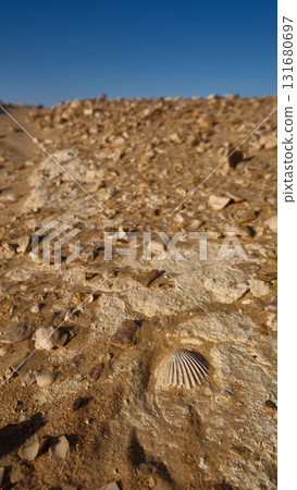 Fossils in the desert Fossils in the desert 131680697