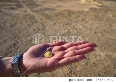 Shell on the palm of hand Shell on the palm of hand 131680699