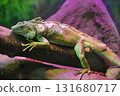 綠鬣蜥在樹枝上休息 131680717