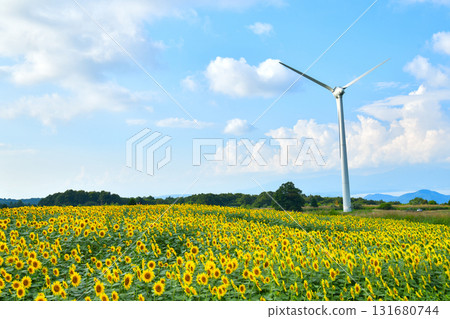 Sunflower of Nunobiki plateau Sunflower of Nunobiki plateau 131680744