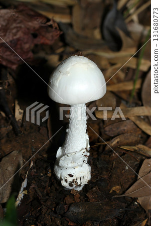 美麗、光滑、白色、水煮蛋狀的側耳屬幼蟲(戶外真菌和蘑菇微距攝影) 美麗、光滑、白色、水煮蛋狀的側耳屬幼蟲(戶外真菌和蘑菇微距攝影) 131680773