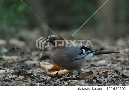 A jay on the ground A jay on the ground 131680802