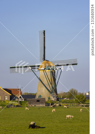 Dutch windmill in Warmond with sheep grazing on the pasture 131680934