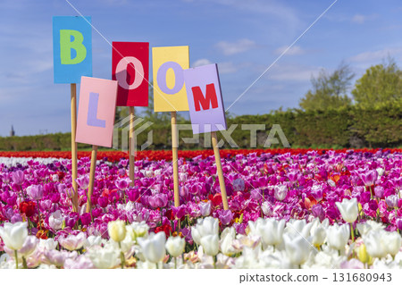 Bloom signs standing in a field of colorful blooming tulips in Hillegom 131680943