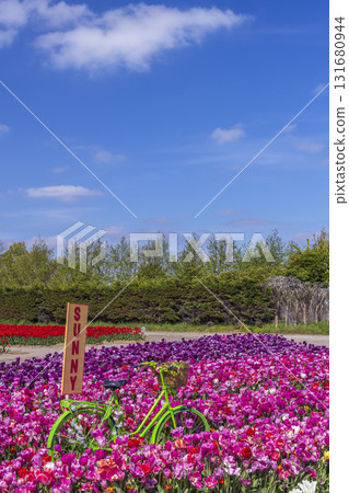 Bicycle resting in a field of colorful tulips in Hillegom 131680944