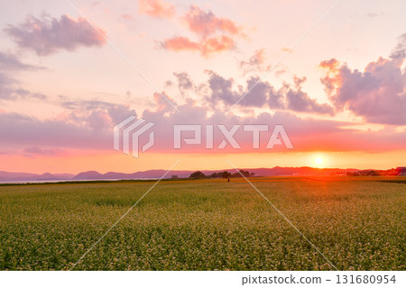 Inawashiro Town Buckwheat Flowers 131680954