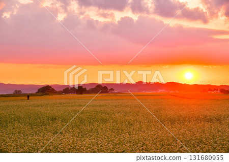 豬苗代町蕎麥花 131680955