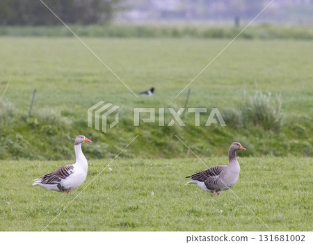 Two domestic geese walking on green grass in Hensbroek 131681002