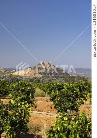 Orange Grove with Castle of Hierro, Fuente Palmera, Andalusia Orange Grove with Castle of Hierro, Fuente Palmera, Andalusia 131681017