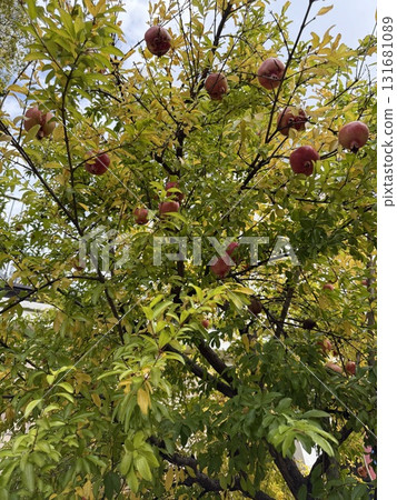 Pomegranates on the pomegranate tree on Zakurozaka Pomegranates on the pomegranate tree on Zakurozaka 131681089