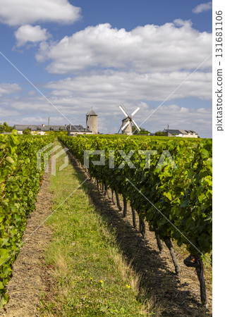 Vineyard rows leading to traditional windmills under blue sky Vineyard rows leading to traditional windmills under blue sky 131681106
