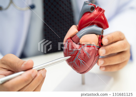 Cardiovascular disease CVD, Asian doctor holding human anatomy model for learn and treat heart disease. 131681125