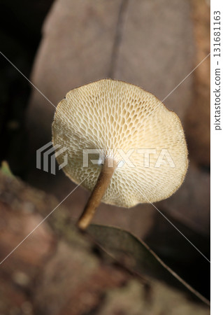 Design of the honeycomb-like pores of the Arctostaphylos fascicularis (outdoor field fungi and mushroom macro photography) 131681163