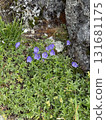 Alpine plants that live in Northern Europe and Norway 131681175