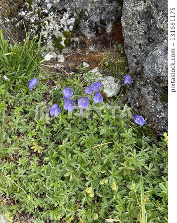 Alpine plants that live in Northern Europe and Norway 131681175