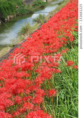 箭頭Katsugawa菩薩群 131681225