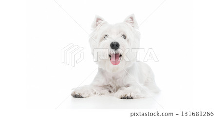 Happy white dog lying down looking forward with bright expression 131681266