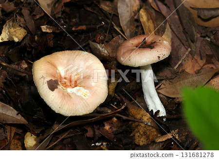 A cute pale pink Russula mushroom on a white background (cap and full side view, fungus in natural environment, mushroom macro photography) 131681278