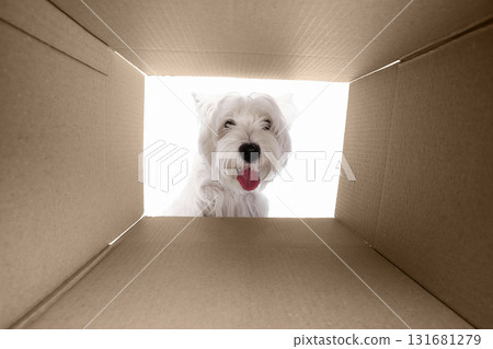 Curious white dog looking inside cardboard box with playful expression Curious white dog looking inside cardboard box with playful expression 131681279