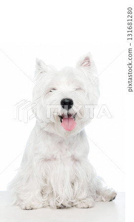Happy white dog smiling with open mouth and bright expression Happy white dog smiling with open mouth and bright expression 131681280