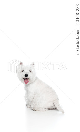 Happy white dog sitting and looking back with joyful expression Happy white dog sitting and looking back with joyful expression 131681288