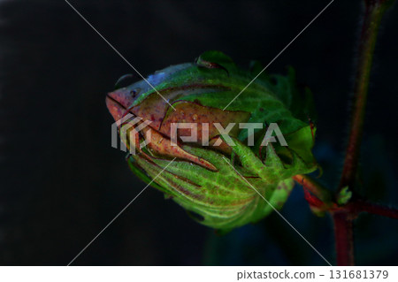 棉花的紅色芽 131681379